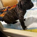 Italian cane corso puppies (purebred)-3