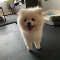 Friendly fluffy white pomeranian male!-2