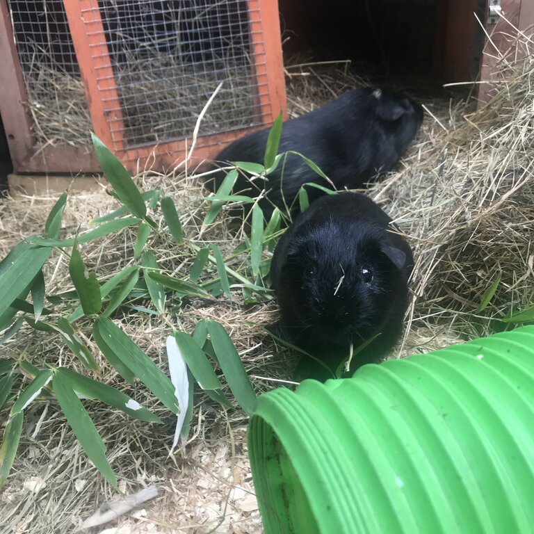 Guinea Pigs