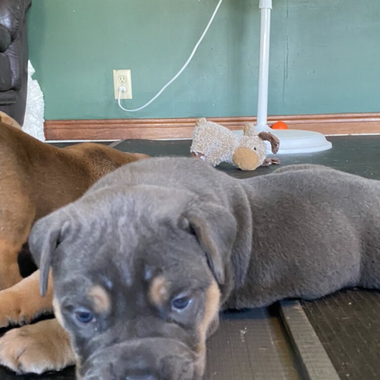 Beautiful Olde English Bulldogges