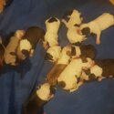 American bulldog puppies $2000-0