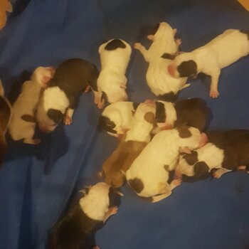 American bulldog puppies $2000