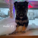 german shepherd puppies-1