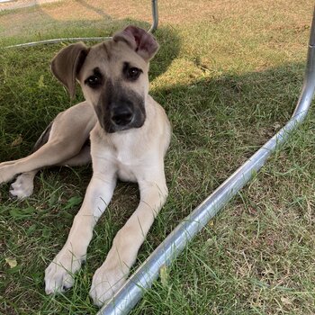 Catahoula leopard cross