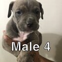 American bully puppies -5