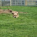 Purebred Amstaff for adoption-2