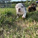 Beautiful Olde English Bulldogges-1