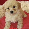 CAVOODLE PUPPIES-3