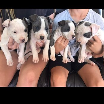 4 pure breed amtaff puppies forsale 