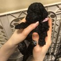 Toy poodle puppies -0