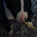 Pit bull puppies -3