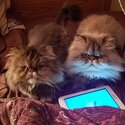 Jynx and Leo purebred Persians-1