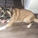 Female Akita X-0