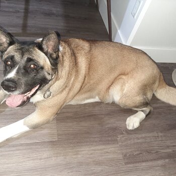 Female Akita X