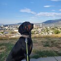 Black and tan coonhound -4