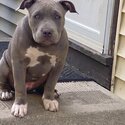 American Bully sweetheart waiting for his forever family-3