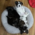 4 Shih Tzu &amp; Terrier cross -4