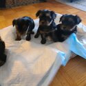 Yorkshire Terriers Puppies-3