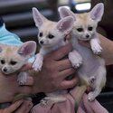 Trained Houshold  Male And Female Fennec foxes for sale -0