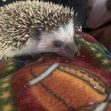 Little Hedgehog Boy-0