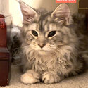 Gorgeous, sweet and gentle Maine coon. Female. Meet Muffin.-0