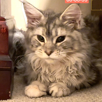 Gorgeous, sweet and gentle Maine coon. Female. Meet Muffin.