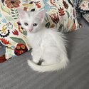 Beautiful kittens -5