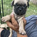 Pug babies -4