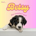 6 Adorable Border Collie Mix Available-3