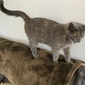 FEMALE ADULT CAT FOR REHOMING-0