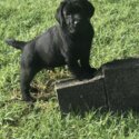 Purebred Labrador Puppies-5