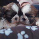 Buy Shih Tzu Puppies-1