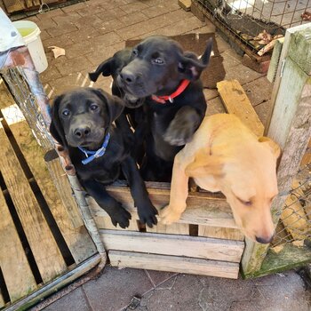 Labrador X Puppies for sale