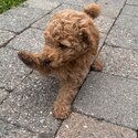 Apricot Purebred Miniature Poodle-3