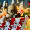 Puppies ready for Christmas -5