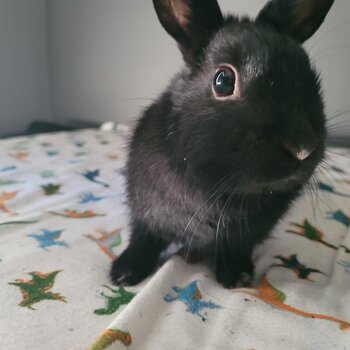 Free cute female rabbit to give in Terrebonne City 