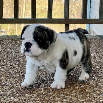 English Bulldog Puppies Available.