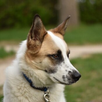 Beautiful Norrbottenspitz/German Shepherd mix dog