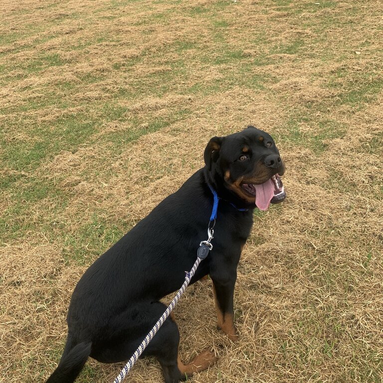 Male Rottweiler 