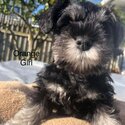 Mini schnauzers -2