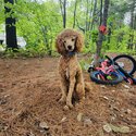 Miniature Poodle -2