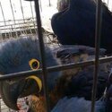 Very beautiful baby Hyacinth macaws  for sale to good homes-1