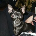 Small Chihuahua ready for adoption -1