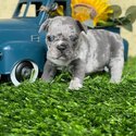 Charming French Bulldog Puppy-1