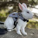 Cute white rabbit. Selling beacuse space is very less.-0