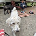 1 year old male neutered  Labradoodle -1