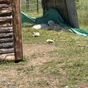 Great Pyrenees/Maremma-0