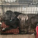 One silver lab and one charcoal lab-0