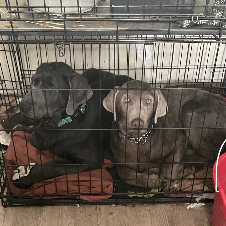 One silver lab and one charcoal lab