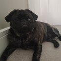 Male brindle pug-1